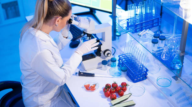 채소의 품질을 검증 하는 여성 실험실 기술자 - genetic modification dna tomato genetic research 뉴스 사진 이미지