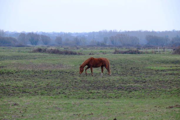 Cotentin, Normandy, a horse alone in winter.