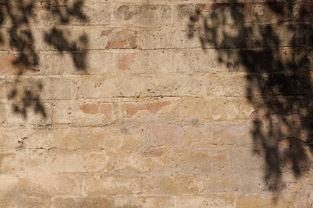 Old brick wall with shadows from a nearby tree.