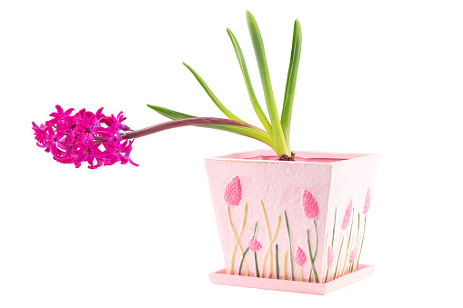 Collection of flowering orchids  - Phalaenopsis, Cattleya und Beallara Nelly Isler