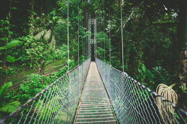 a trail through lush forest plants