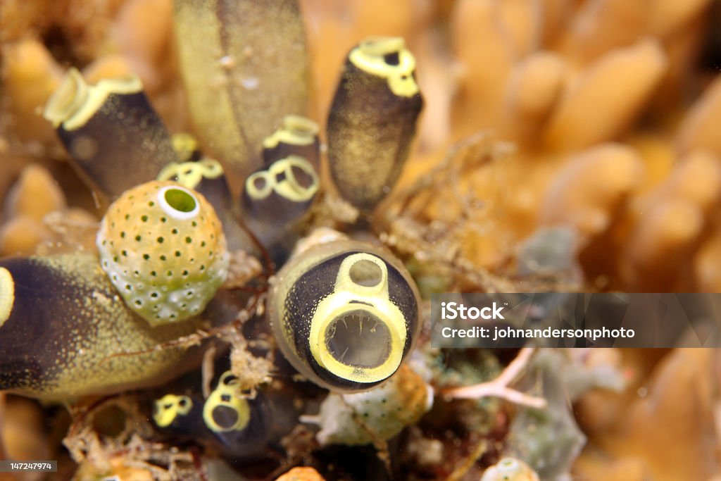 Tunicates - 로열티 프리 0명 스톡 사진