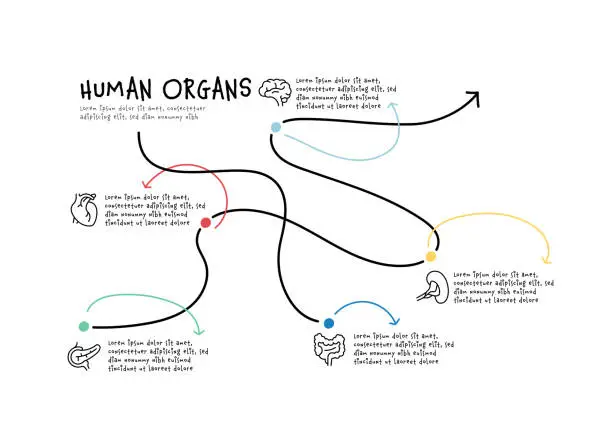 Vector illustration of Human Organs, Brain, Heart, Kidney, Lung, organ Icons