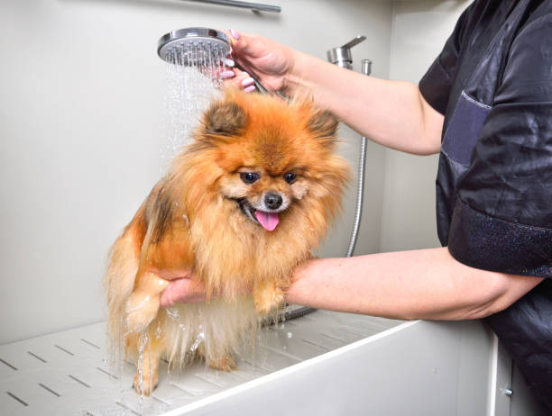 Bathing a cute Pomeranian dog Groomer showering with shampoo a cute Pomeranian spitz at grooming salon pomeranian dog taking a bath stock pictures, royalty-free photos & images