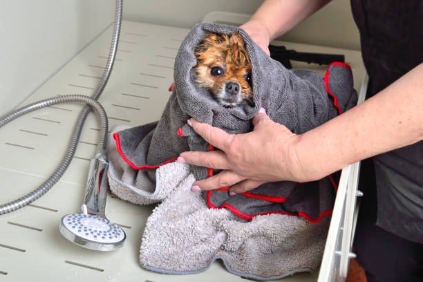 Dog after bath in grooming salon Groomer wrapped in towelcute Pomeranian spitz after bath in grooming salon pomeranian dog taking a bath stock pictures, royalty-free photos & images