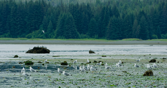 Picture was taken at Potter’s Marsh near Anchorage, Alaska. This is a wetland for birds.  Many come and enjoy looking for various birds, animals, and foliage