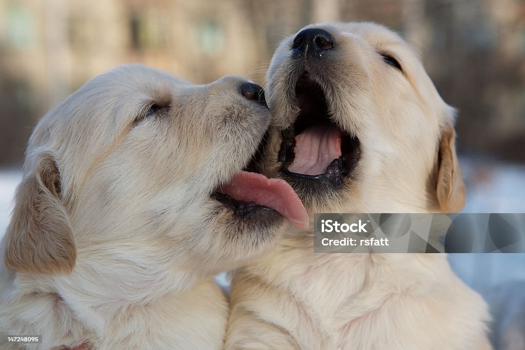 Two lovely puppies Two lovely golden retriever puppy dogs Animal Stock Photo