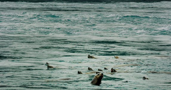 Sea lions swim around in the sea, sometimes poking their heads out of the water. The living habits and various postures of sea lions in summer, Alaska. USA., 2017