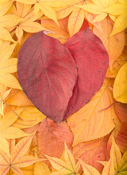 istock Autumn background from colourful leaves 147248110