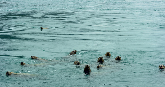 Sea lions swim around in the sea, sometimes poking their heads out of the water. The living habits and various postures of sea lions in summer, Alaska. USA., 2017