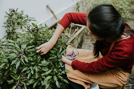 Young asian woman in apron sitting in her home garden and picking some chili pepper for making lunch on her weekend.