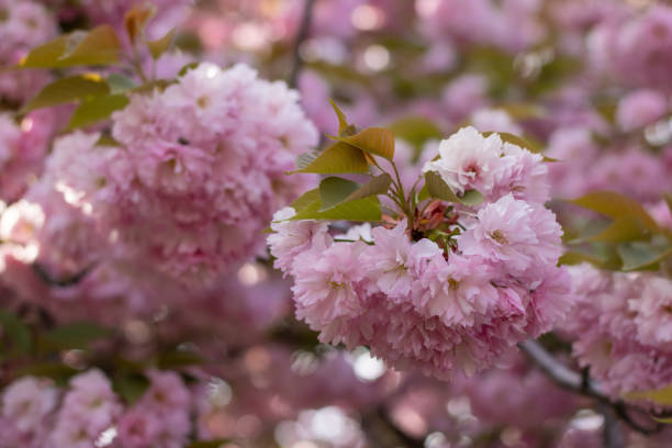 istock Sakura flowers during spring season in the park. 1472482727