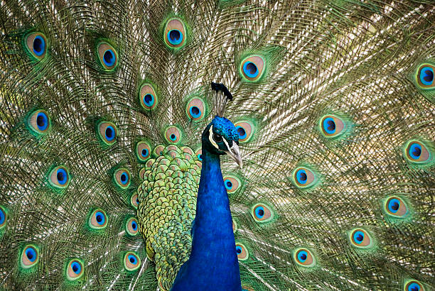 Displaying Peacock stock photo