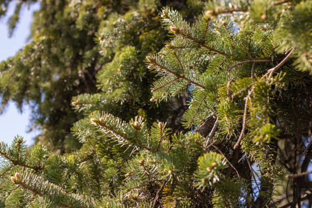 istock Green coniferous branches. Fresh spruce on the background blue sky. 1472482982