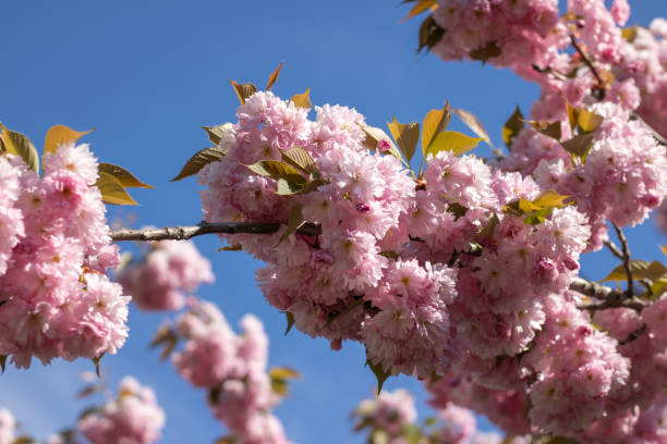 istock Sakura flowers during spring season in the park. 1472483010