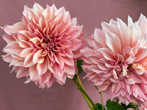 Horizontal extreme closeup photo of two pink toned ‘Cafe au Lait’ variety Dahlia flowers in front of a deep salmon pink wall in a Florist shop. Armidale, New England high country, NSW.