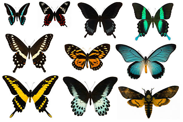 istock Collection of butterflys 147248352