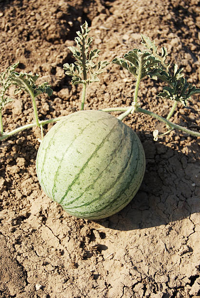 istock watermelon on the garden-bed 147248462