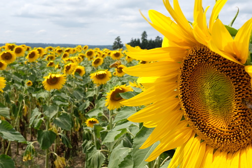 Sunflower field with a closeup