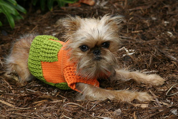 Brussels Griffon in Sweater Brussels griffon puppy wearing orange and green sweater brussels griffon dog lying down stock pictures, royalty-free photos & images