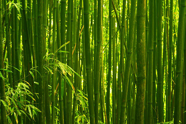 Hana's Las bambusowy – zdjęcie