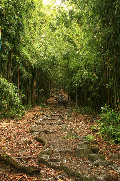 Portret bambusa Las Ścieżka – zdjęcie