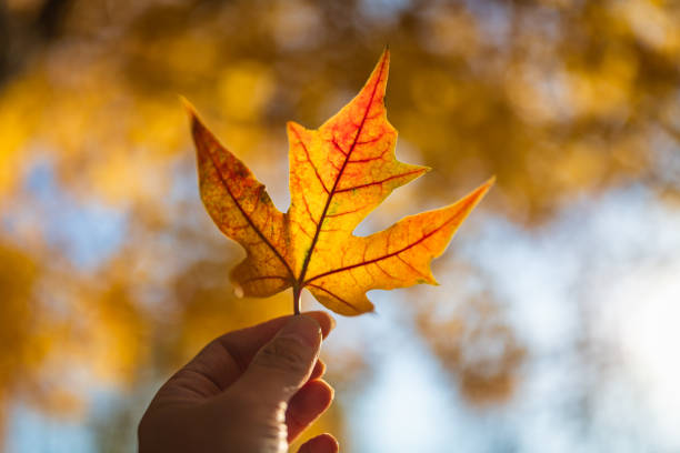 istock Holding Cotinus smoke tree leaves in the backlight 1472490420