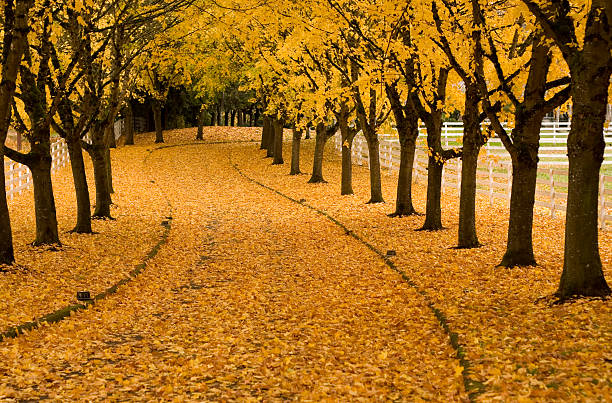 Autumn Lane Fall road in the Willamette Valley, Oregon tree lined driveway stock pictures, royalty-free photos & images
