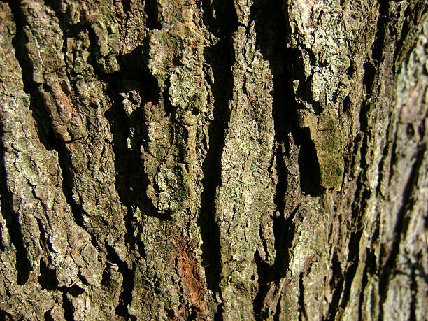 Aged Tree Bark Abstract Texture stock photo