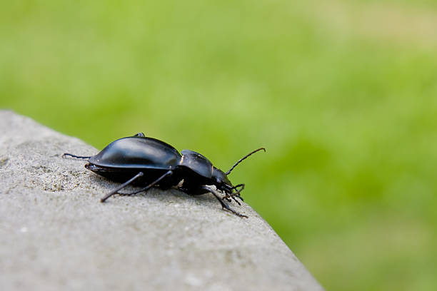 Cockchafer stock photo