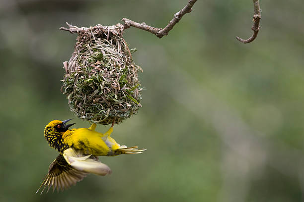istock Yellow Weaver Bird building a nest 147249198