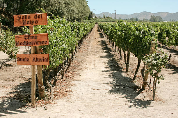 istock vineyard of Chile 147249266