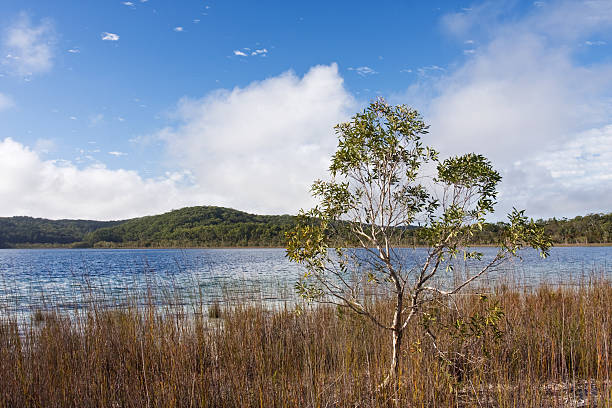 Lonely tree and likeside stock photo