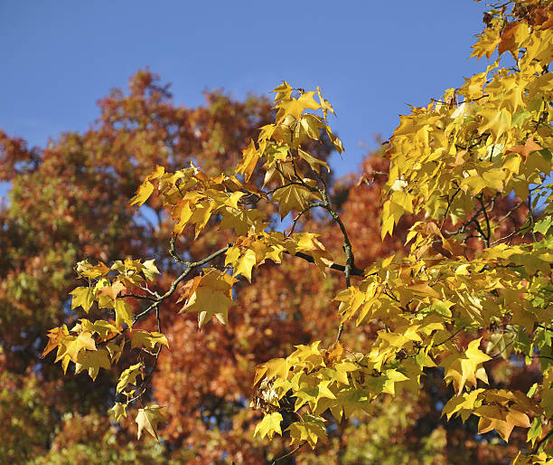 autumn colors stock photo