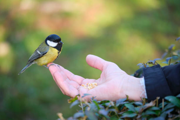 istock A Great tit, Parus major, eating peanuts from a person hand in a park. 1472494876