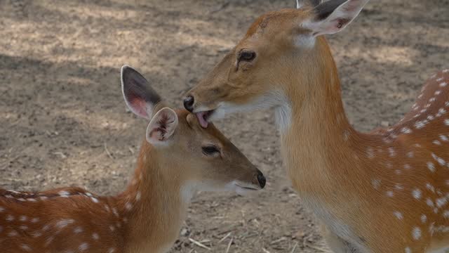 slow motion scene, instinct of deer animal in wildlife with love