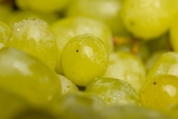 Fresh Sweet washed green grapes, cooking using sweet fresh green grapes with water drops