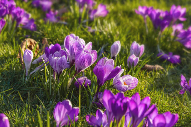 istock Beautiful purple crocuses in the grass, springtime outdoor theme 1472496384