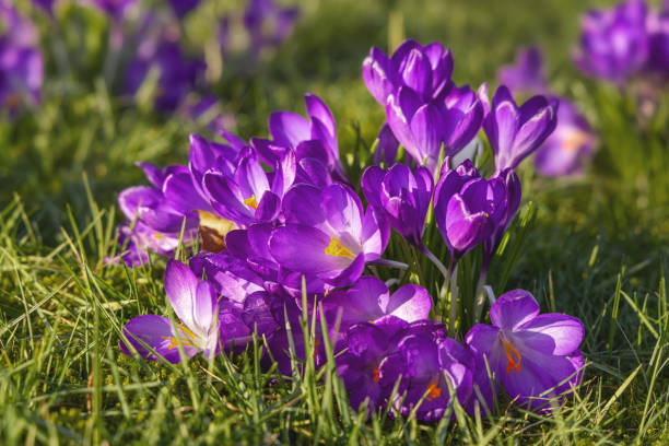 istock Beautiful purple crocuses in the grass, springtime outdoor theme 1472496417
