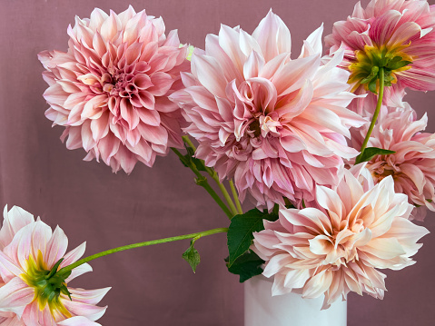 Horizontal extreme closeup photo of an arrangement of the Dahlia variety ‘Cafe au Lait’ in a white vase in a Florist shop. Salmon pink wall background. Armidale, New England high country, NSW.