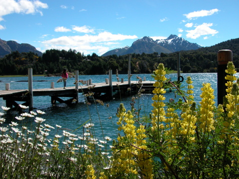 Flowers detail at the Nahuel Huapi Lake shore, Bariloche, south of Argentina