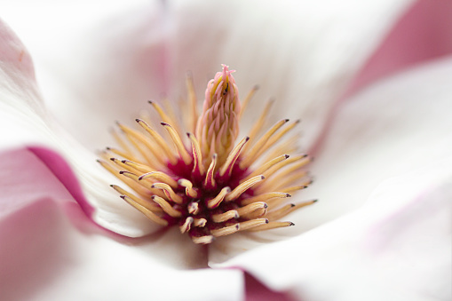 Close-up on the carpel and pistils of a fresh magnolia flower