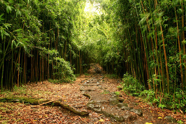 Kamień przejście przez Las bambusowy – zdjęcie