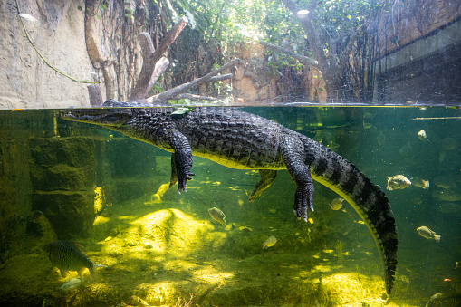 alligator, Crocodile catching sunshine on the bank of a pond
