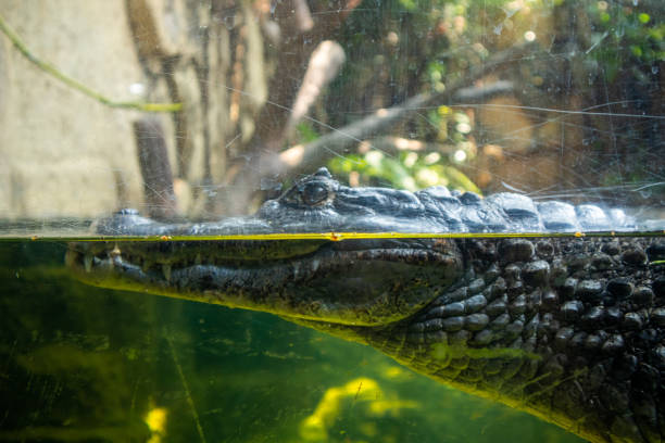 istock Close-up view of a diving crocodile face 1472497894