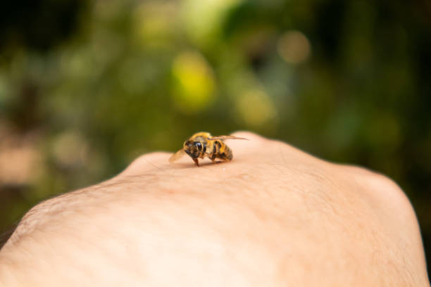 пчела цепляется и кусает руку. - arthropod стоковые фото и изображения