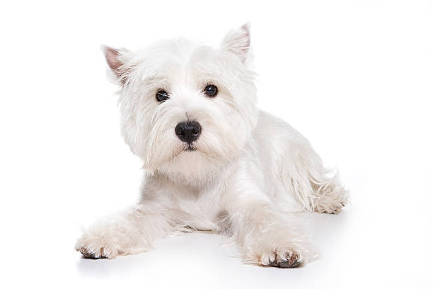 istock West Highland White Terrier puppy 147249820