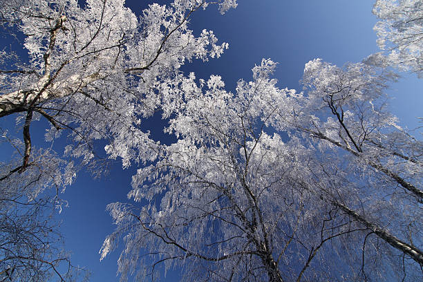 winter trees stock photo