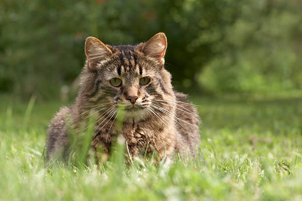 istock The grey cat sits in a grass 147249866