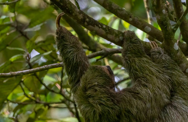 istock Three toed sloth in a Costa Rican cloud forest 1472498760